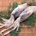 high quality frozen illex squid